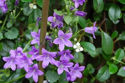 Tanaman keras Campanula