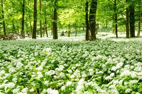 Егін жинау және ләззат алу: жабайы сарымсақ үшін тамаша егін жинау уақыты