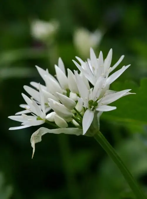 Ajo silvestre en el jardín.