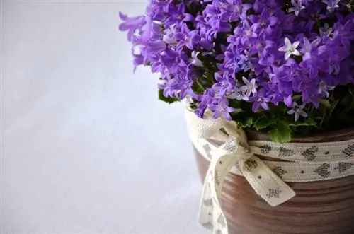 Campanilla como planta de interior: cuidados y ubicación