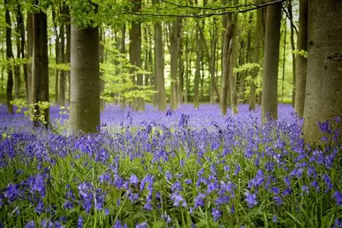 Pagpapalaganap ng mga bluebell: mga buto, paghahati at iba pang paraan