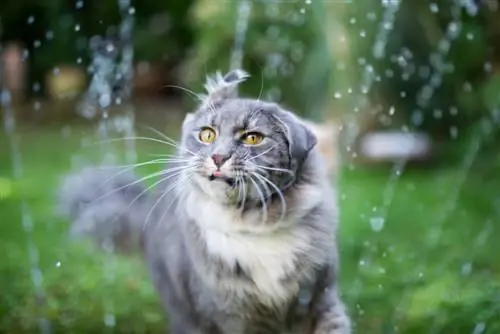 ahuyentar a los gatos