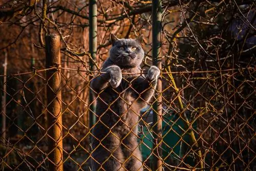 köra bort katter