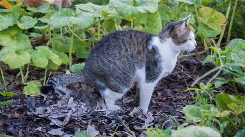 Kjør bort katter - 15 effektive midler for den skånsomme ruten