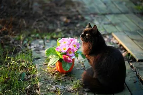 Saintpaulia velenosa per i gatti