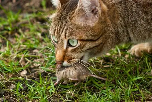 topi-in-giardino