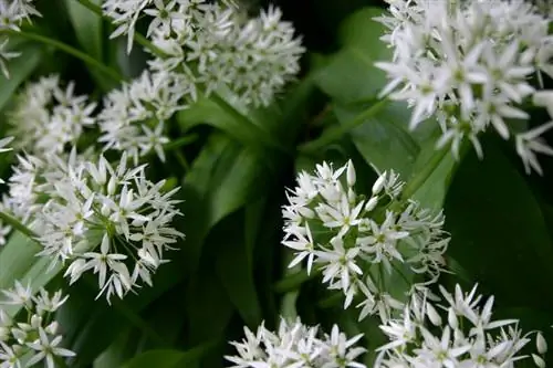 Wild garlic flowers