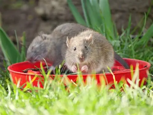 Rats in the garden - information on reporting requirements, identifying features and control