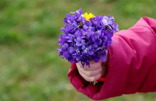 Scented violets: characteristics, use and care in the profile