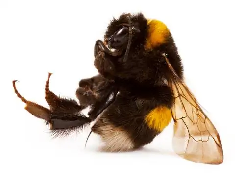 can-bumblebee-sting