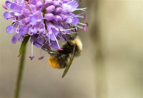 can-bumblebee-sting