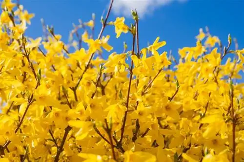 Kleurvolle forsythia: verskeidenheid oorsig en wenke vir sorg