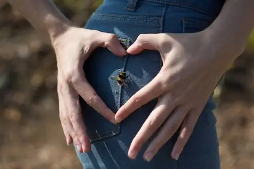 האם דבורי בומבוס יכולות לעקוץ אנשים?