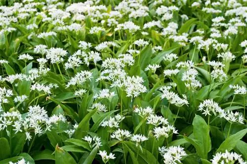 Oorplanting van wilde knoffel: Hoe om dit suksesvol in die tuin te vestig