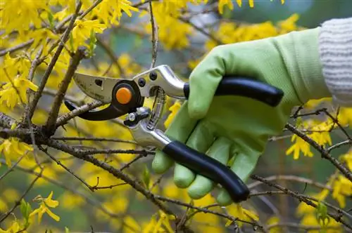 Cortar forsitia en otoño: consecuencias para la floración