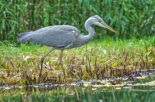 herons