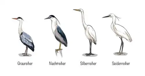 De reiger: vier Duitse soorten