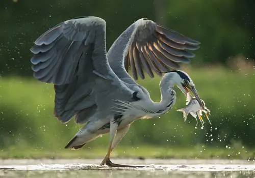 herons