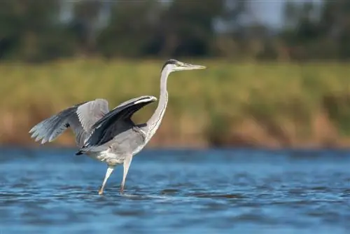 herons