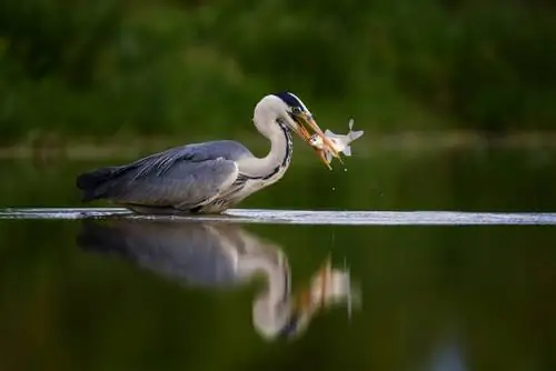 herons