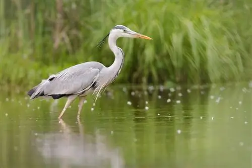 Retrato de una garza: consejos para una defensa exitosa en el reino del jardín