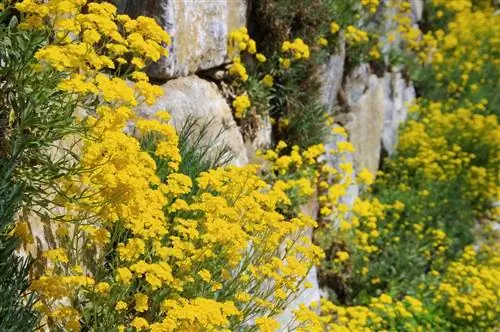 natuurstenen muur