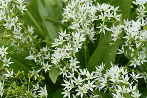 Fox tapeworm wild garlic