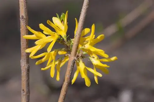 Rejovenir forsythia: així és com l'arbust brilla amb un nou esplendor