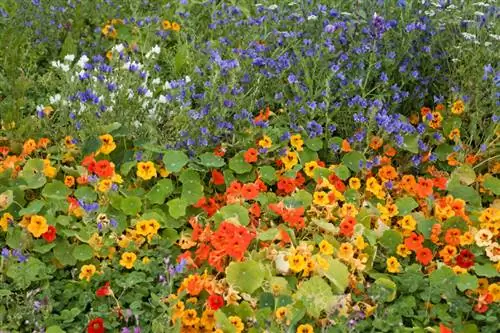 Fertiliser correctement les capucines : conseils pour une floraison luxuriante