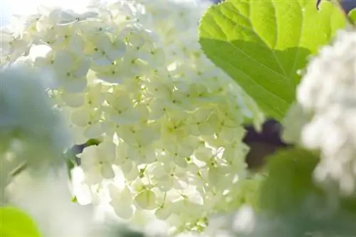 Hydrangea Annabelle care: This is how it blooms lushly and he althily