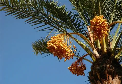 Los frutos de la palmera datilera enana no son comestibles