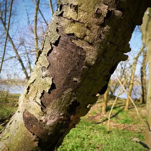 malattia della corteccia fuligginosa