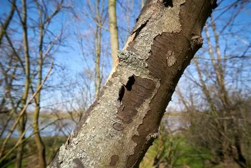 malattia della corteccia fuligginosa