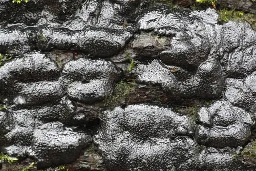 Nasusunog na crust fungus