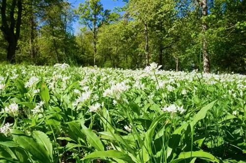 Kupata na kukuza vitunguu pori: Hivi ndivyo unavyoweza kufanya