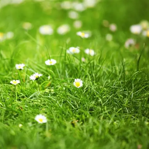 Getting rid of daisies in the lawn: What really helps?