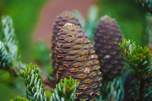 pinecone