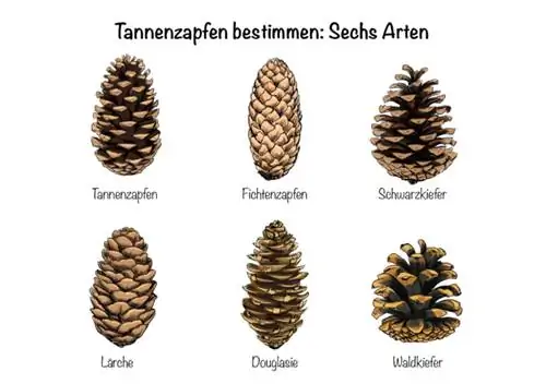 Txheeb xyuas Pine cones: Rau hom