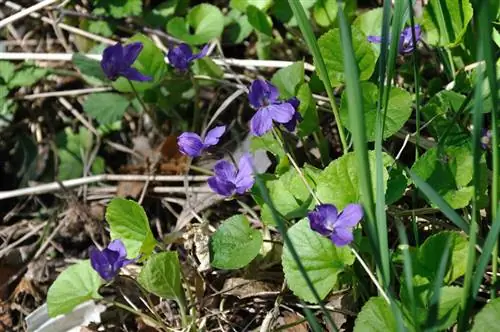 Sementes de viola