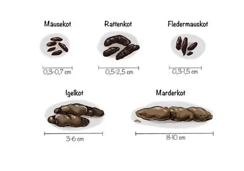 Изпражнения от мишки, плъхове, прилепи, таралежи и куници