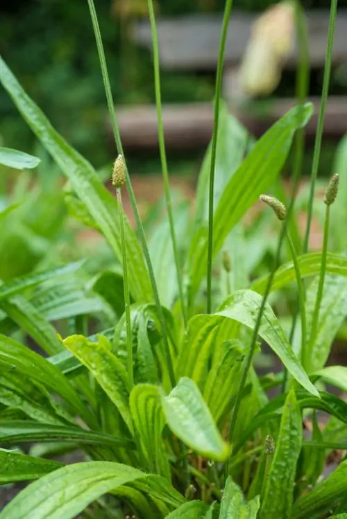 Skörda ribwort groblad