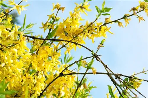 Arrels de Forsythia