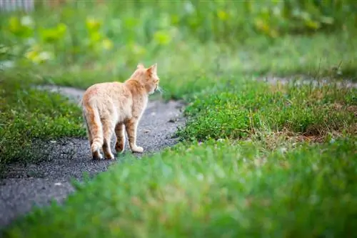 Зүлгэн дээрх бор толбо? Зүлгэн дээрх нийтлэг өвчний талаархи мэдээлэл