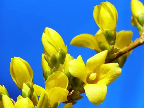 Forsythia berbunga: Bilakah tempoh berbunga bermula dan berakhir?