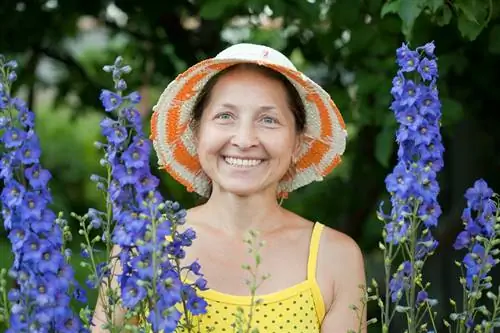 Ta vare på delphiniums ordentlig: tips for frodige blomster