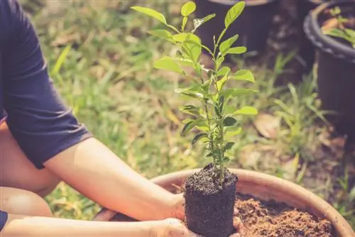 Hebben mediterrane planten speciale grond nodig?