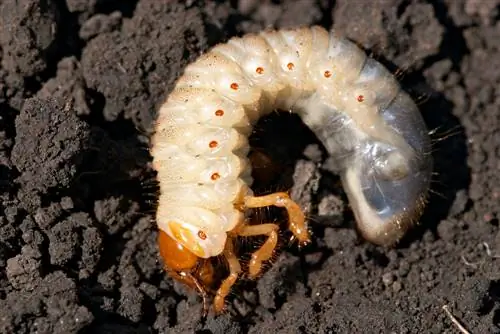 cockchafer