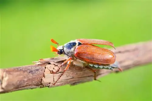 Ritratto dello scarabeo di maggio: un adorabile colibrì con molta fame