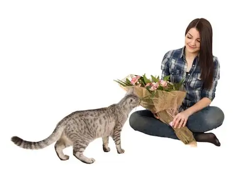 Adakah gypsophila beracun kepada kucing? Apa yang anda patut tahu