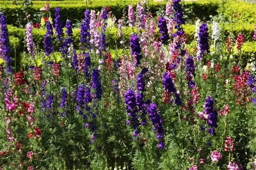 Beginilah cara delphinium berkembang maju: lokasi, penjagaan dan pembiakan